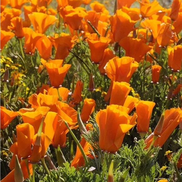 prettypoppy56